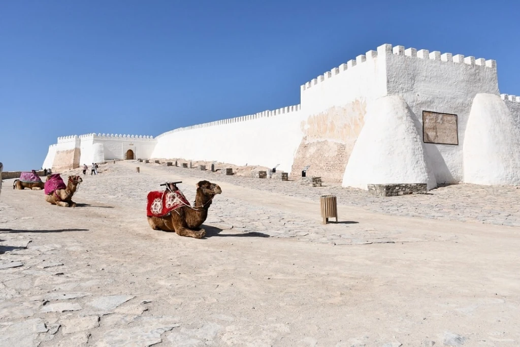 Camels resting in front of the restored white Kasbah walls in Agadir
